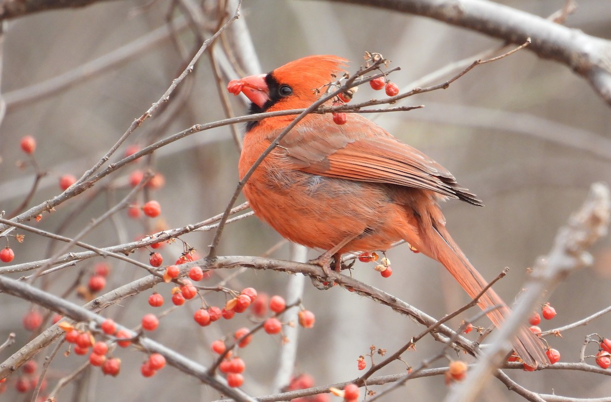Northern Cardinal - ML630354574