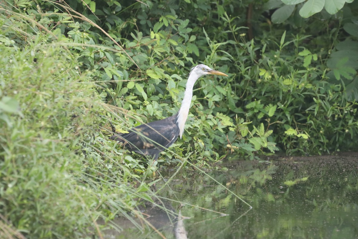 Pied Heron - ML630354728