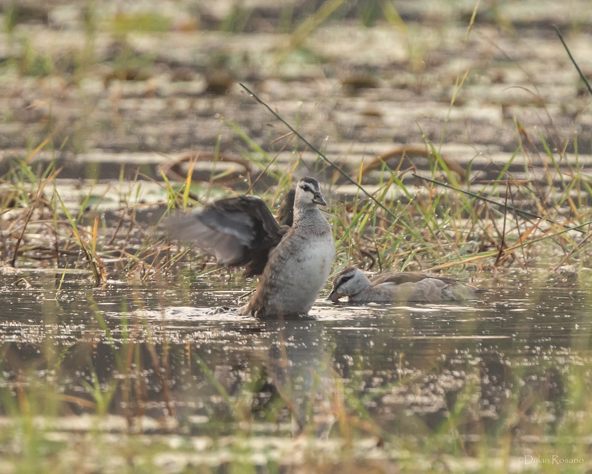 Cotton Pygmy-Goose - ML630354765