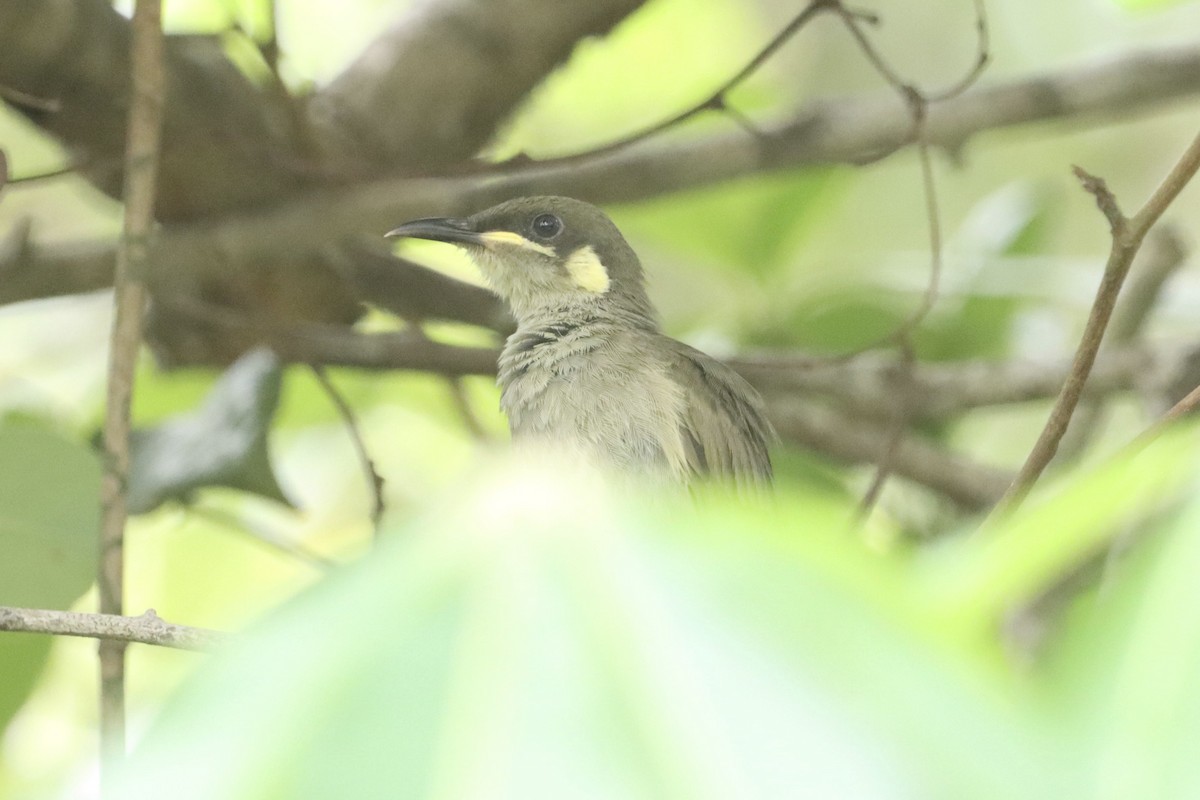 Graceful Honeyeater - ML630354888