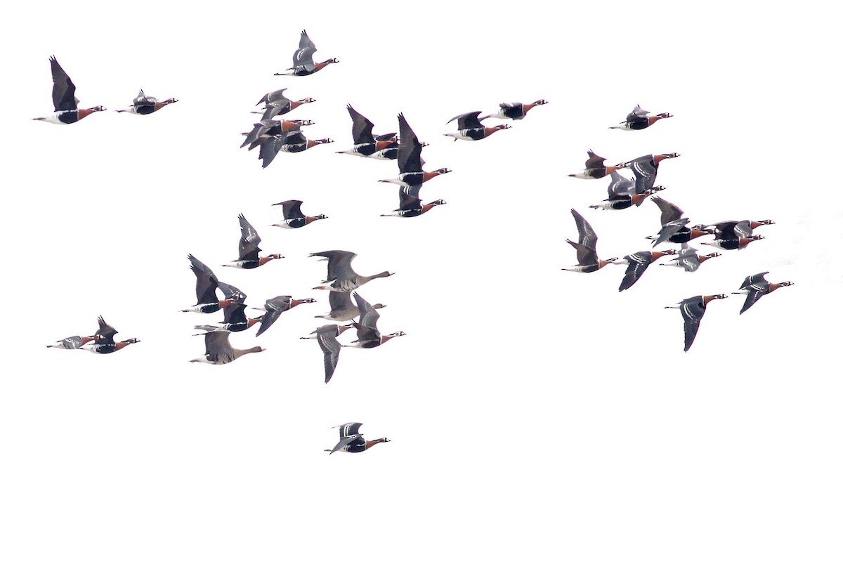 Казарка червоновола - ML630354894