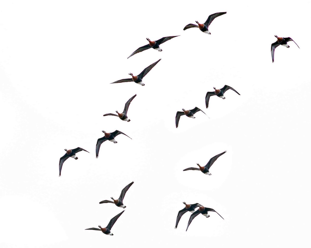 Казарка червоновола - ML630354895