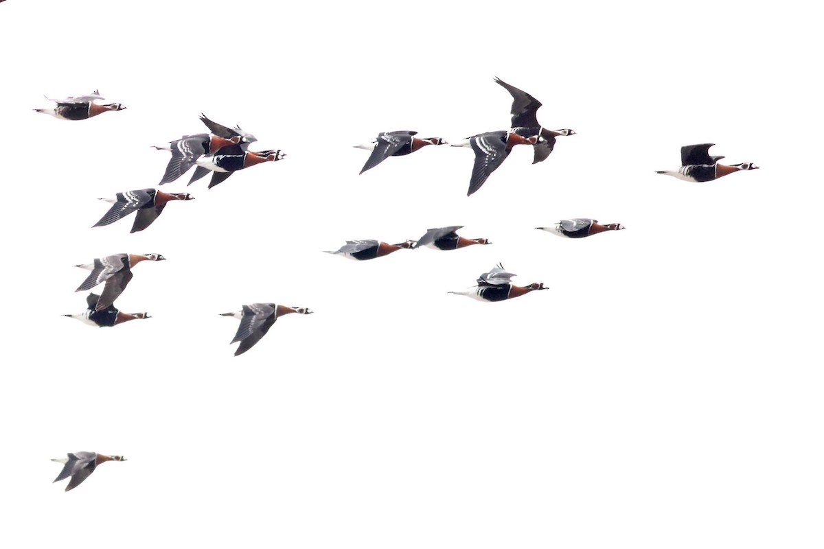 Казарка червоновола - ML630354896