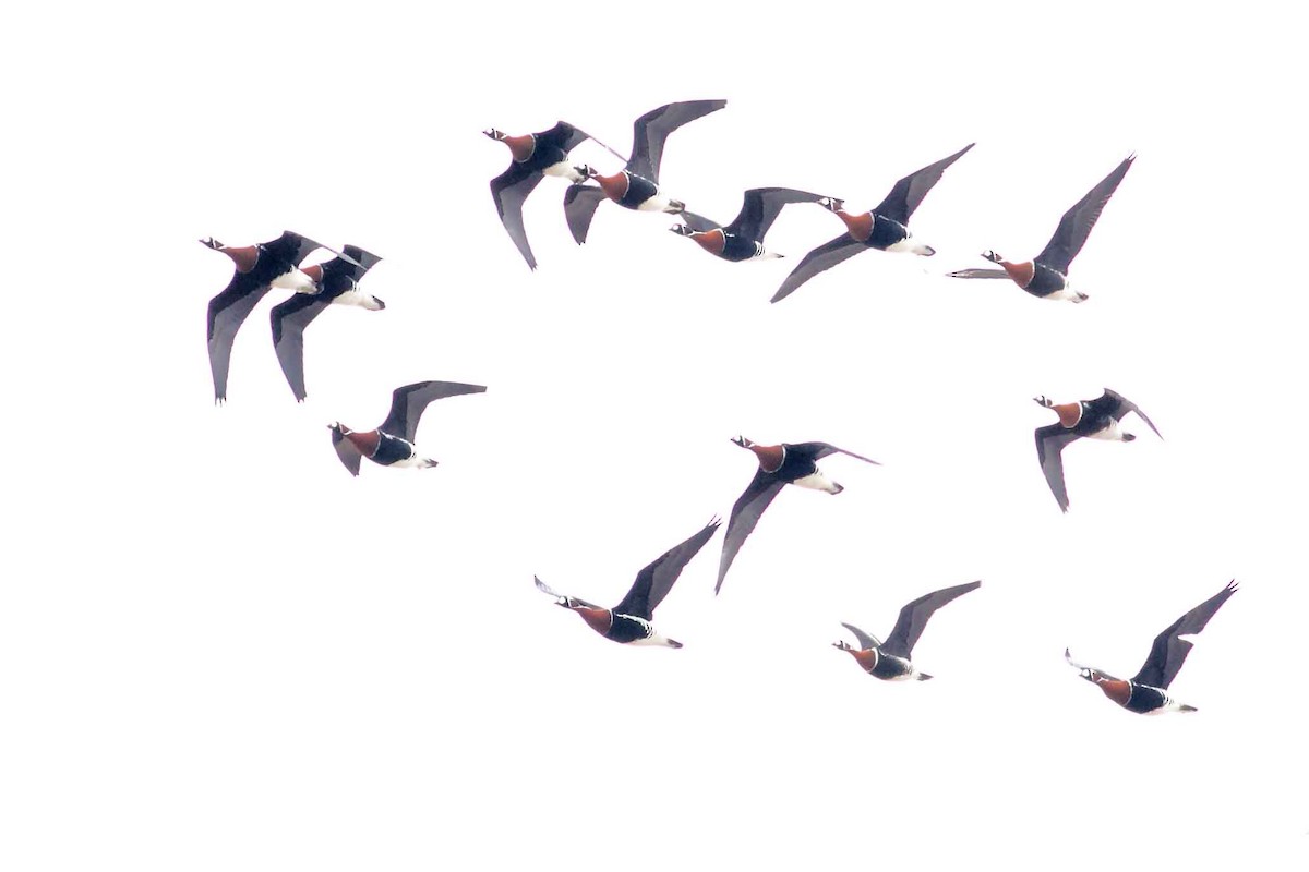 Казарка червоновола - ML630354897