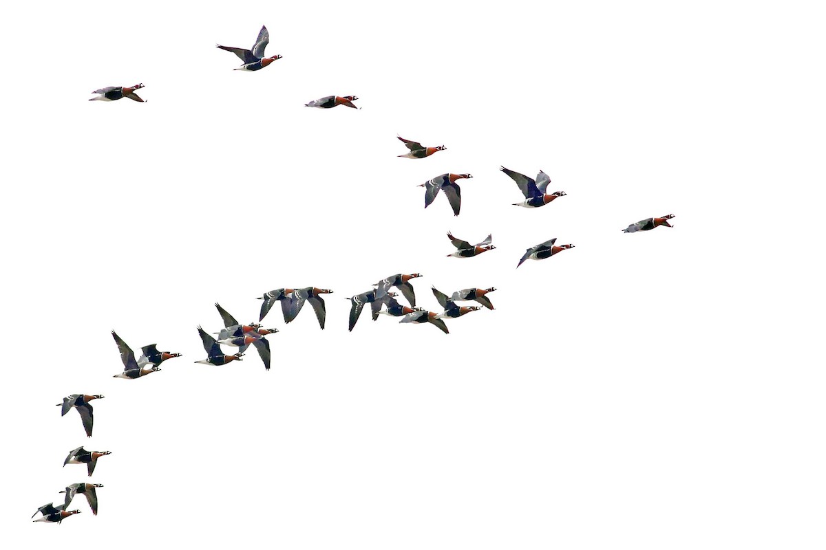 Казарка червоновола - ML630354898