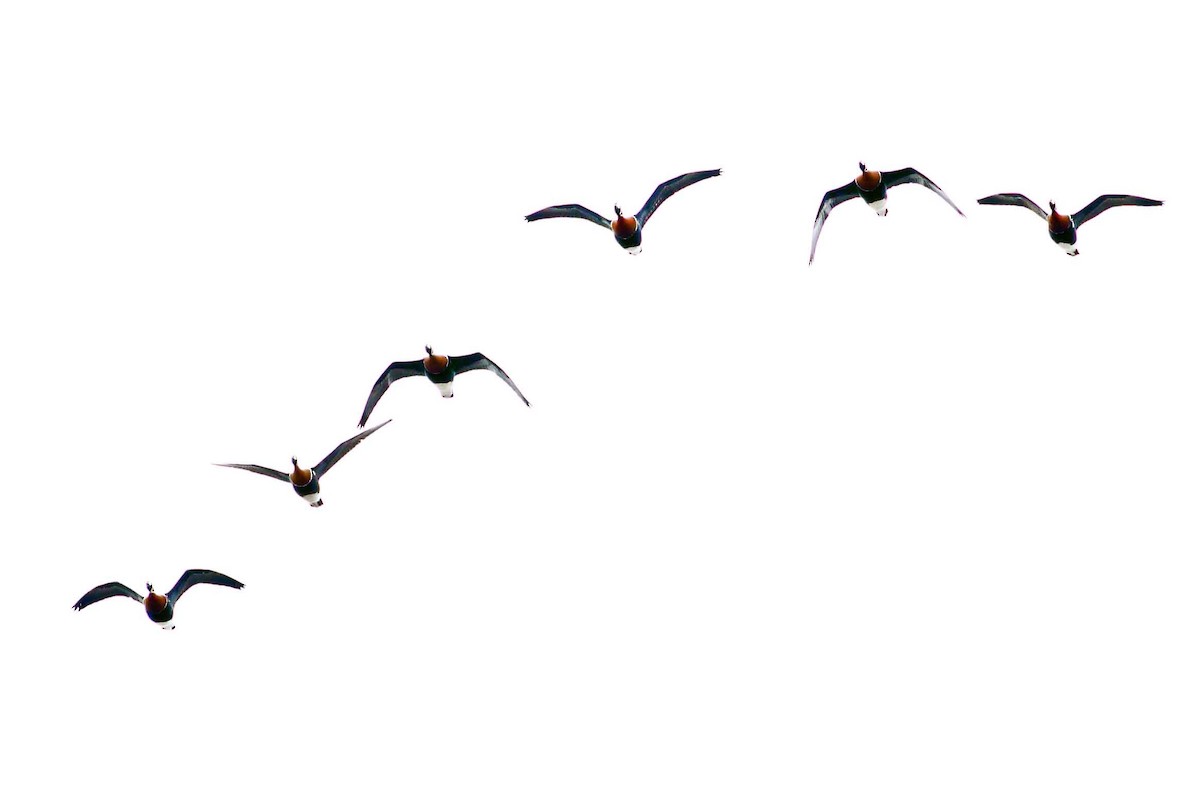 Казарка червоновола - ML630354899