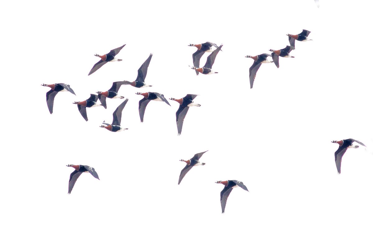 Казарка червоновола - ML630354900