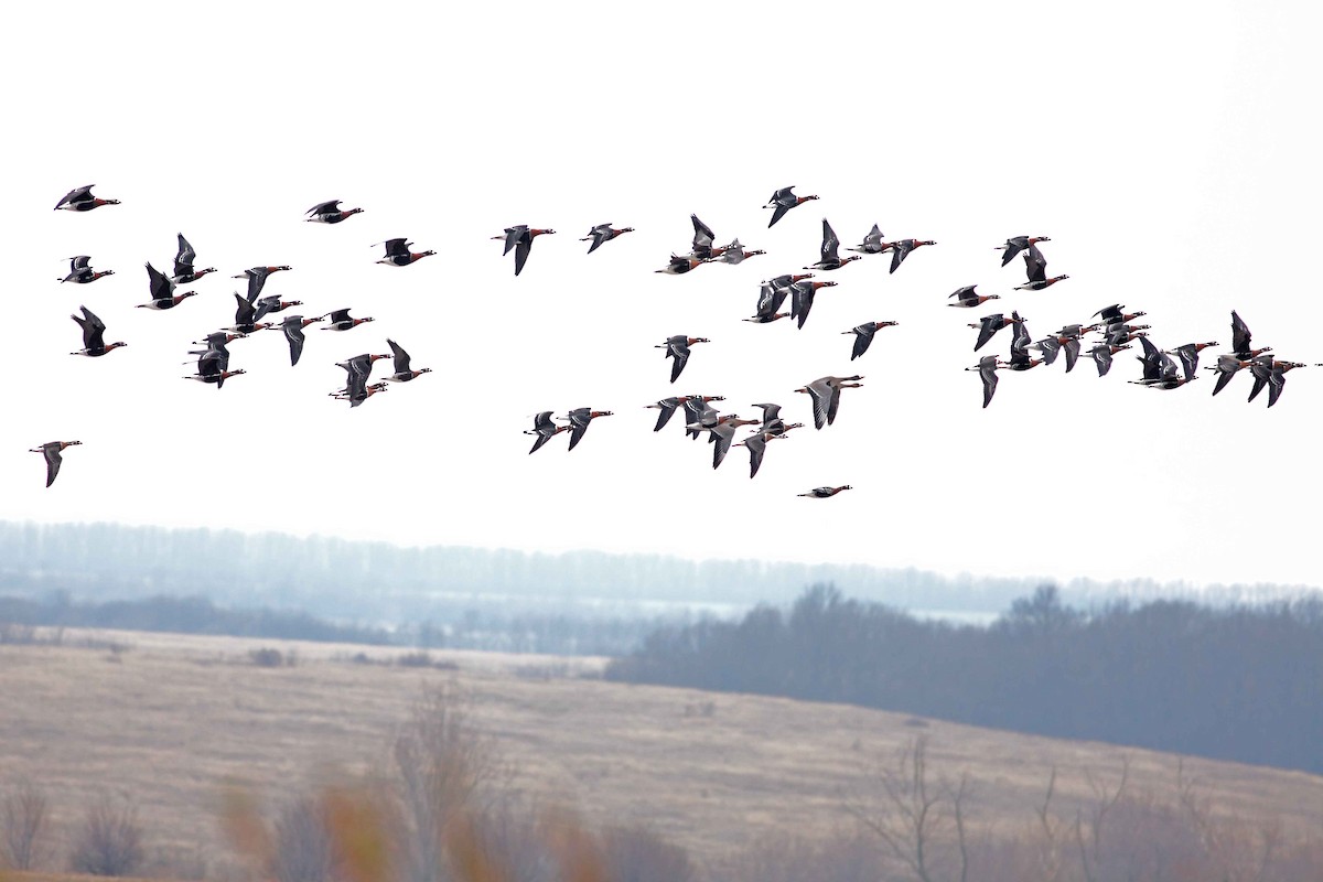 Казарка червоновола - ML630354901