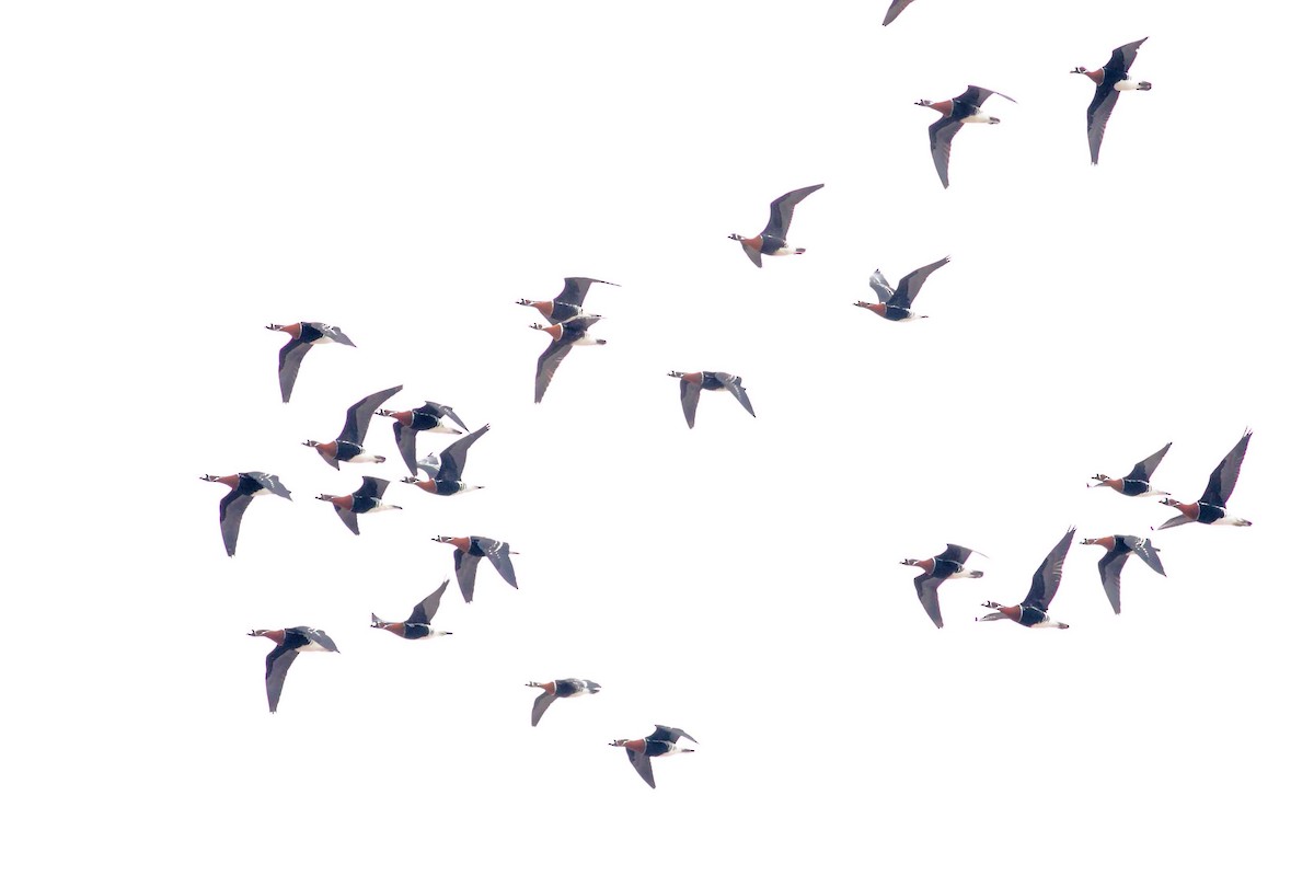 Казарка червоновола - ML630354904