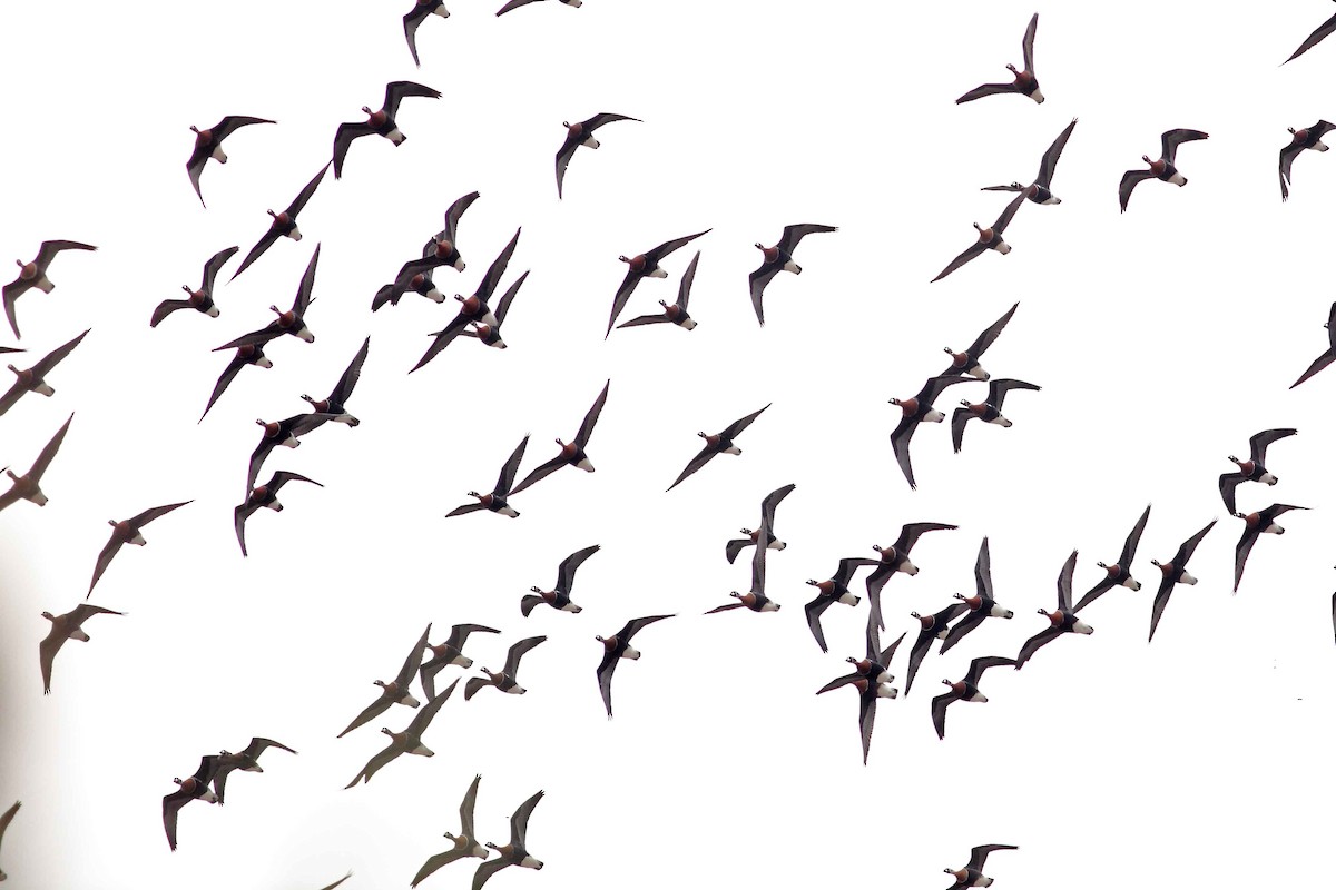 Казарка червоновола - ML630354905