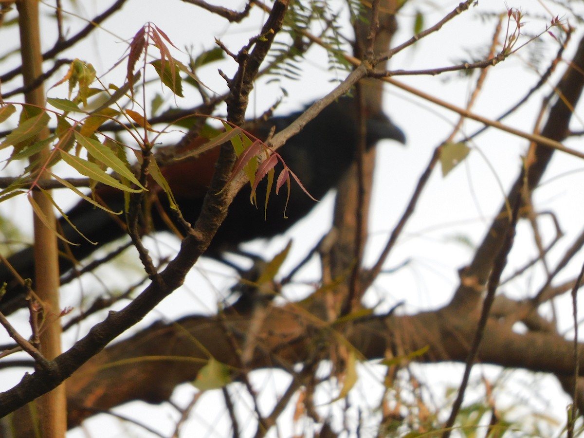 Greater Coucal - ML630354931