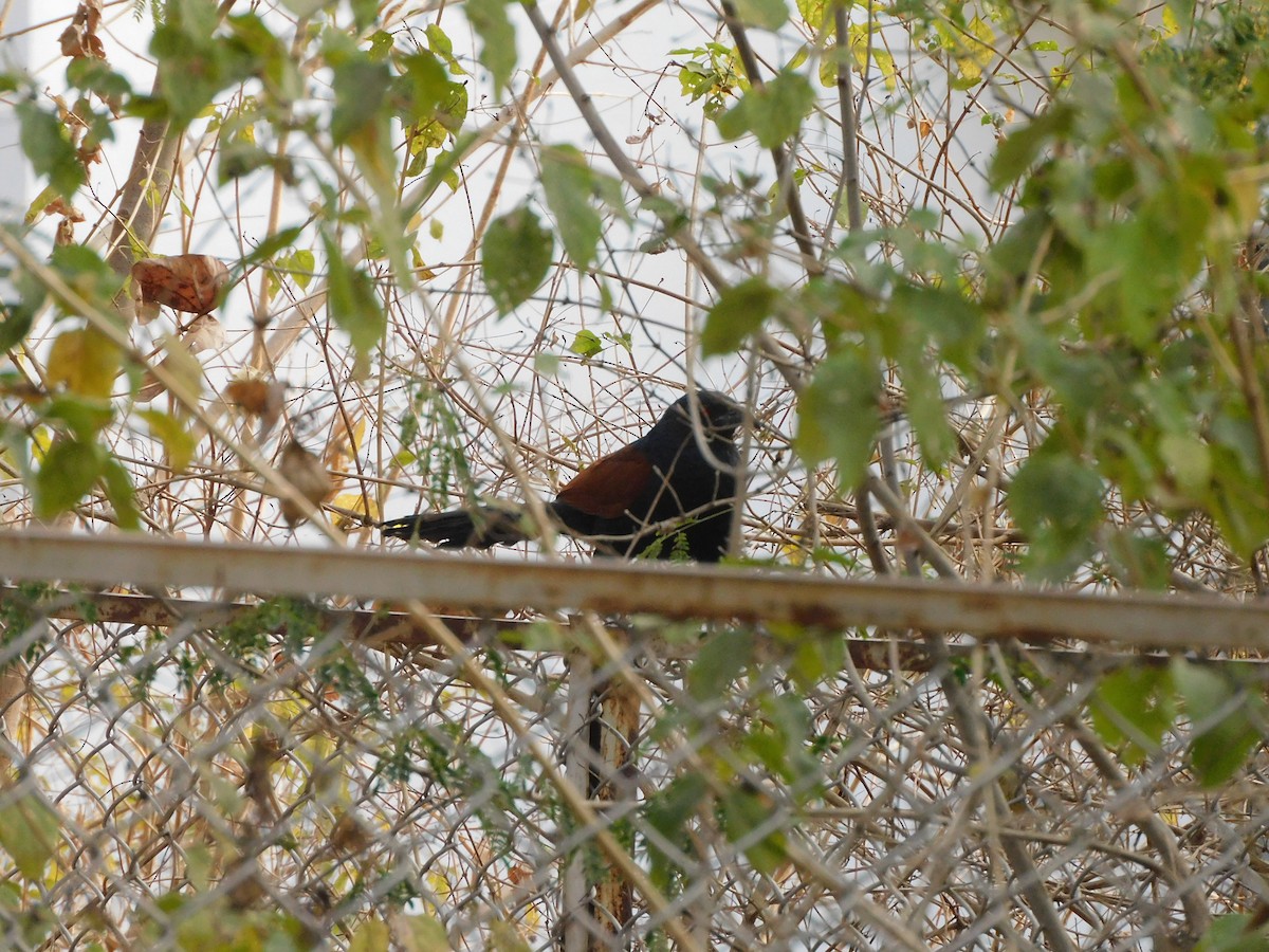 Greater Coucal - ML630354932
