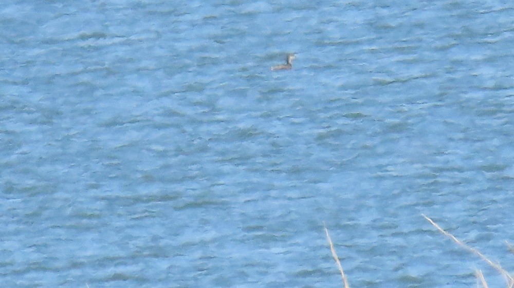 Red-necked Grebe - ML630354937