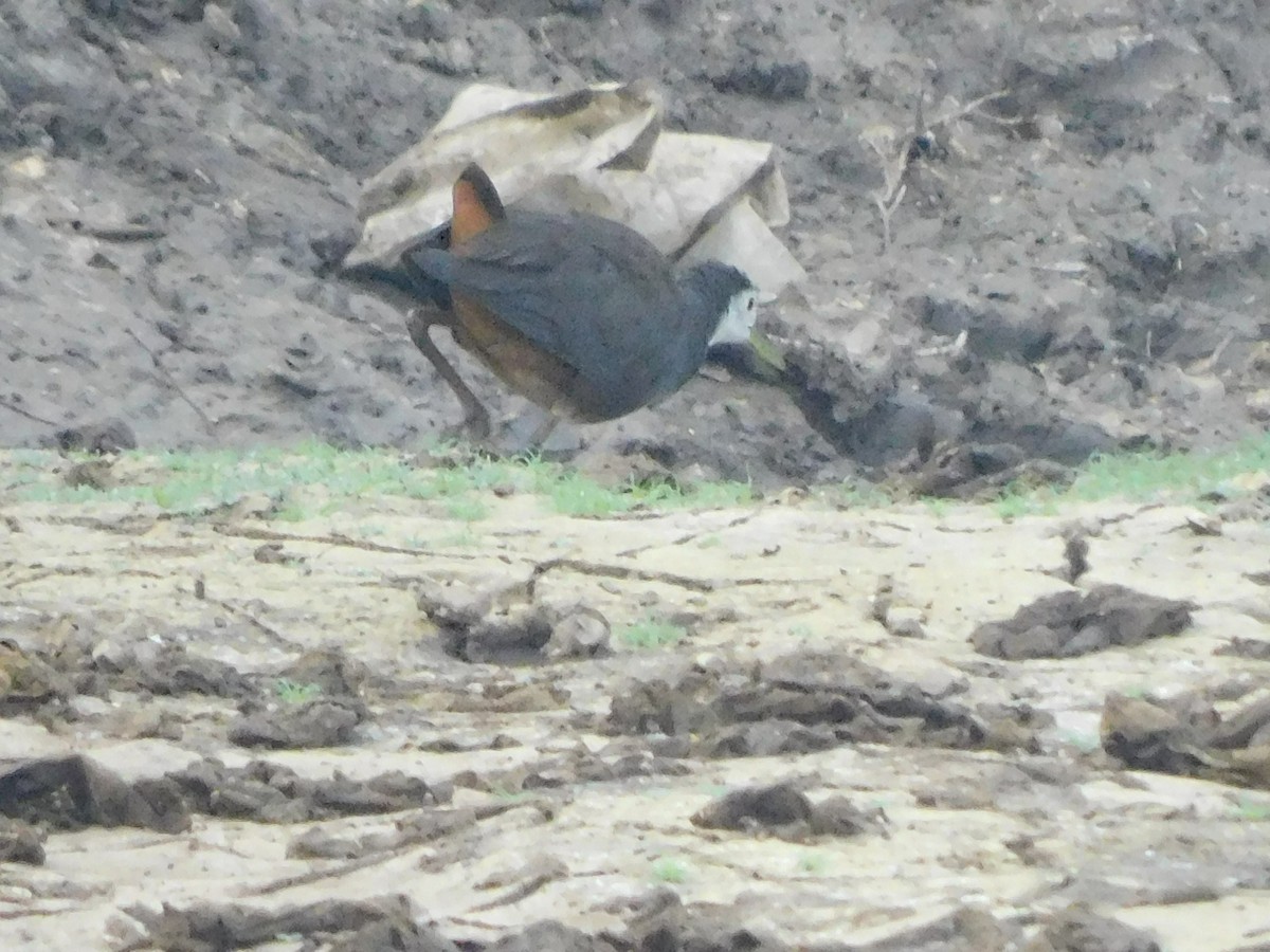 White-breasted Waterhen - ML630354956