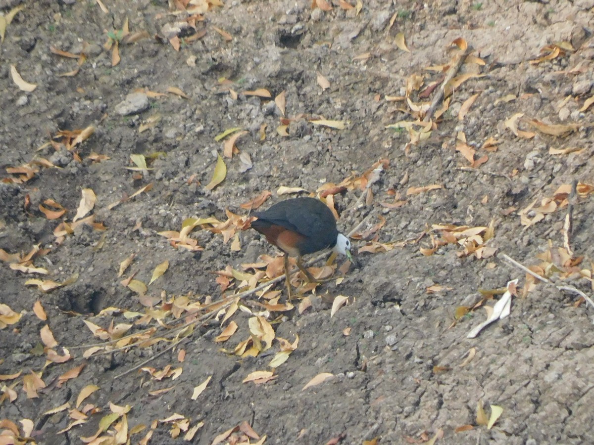 White-breasted Waterhen - ML630354958