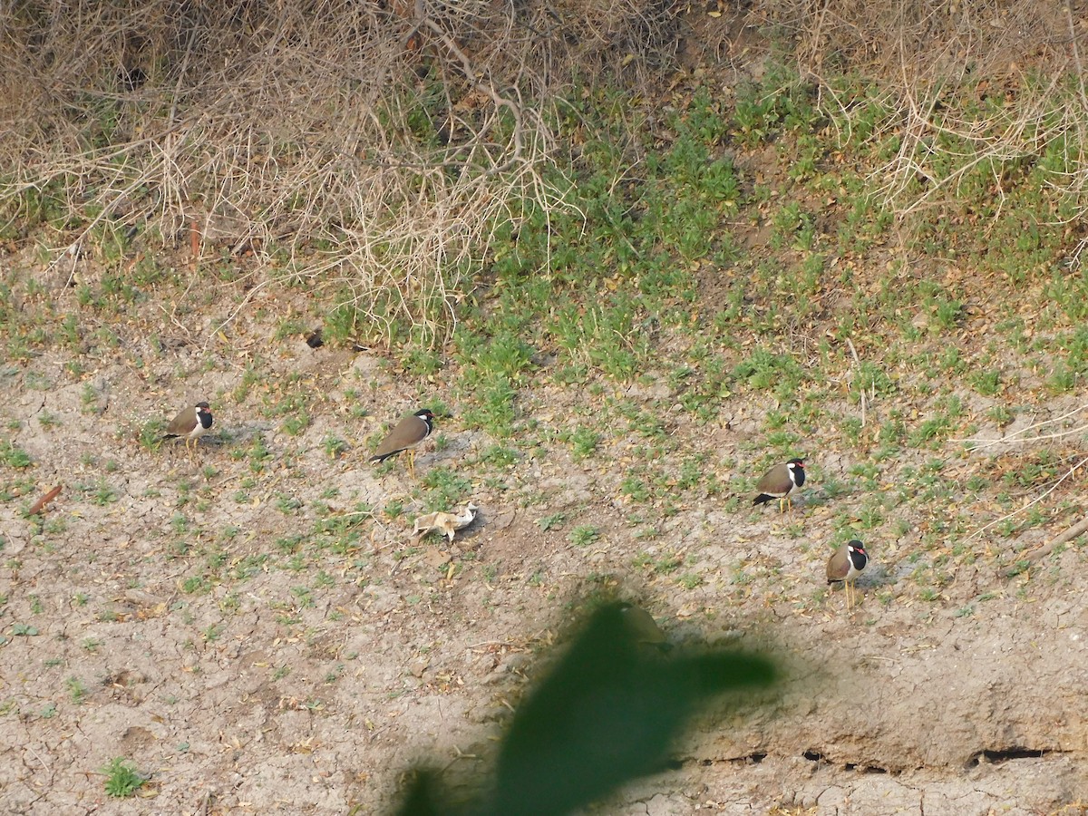 Red-wattled Lapwing - ML630354969