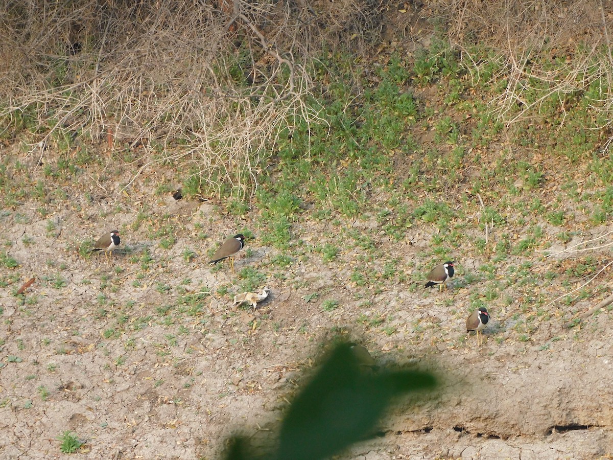Red-wattled Lapwing - ML630354970