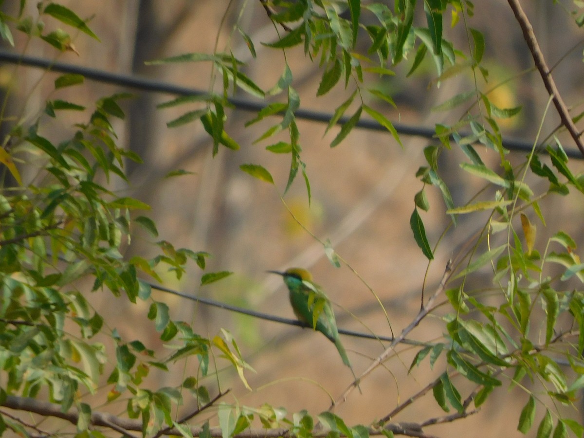 Asian Green Bee-eater - ML630354980