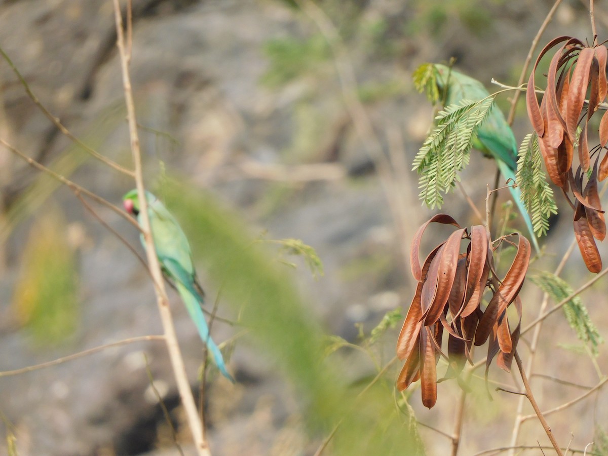 Rose-ringed Parakeet - ML630354983