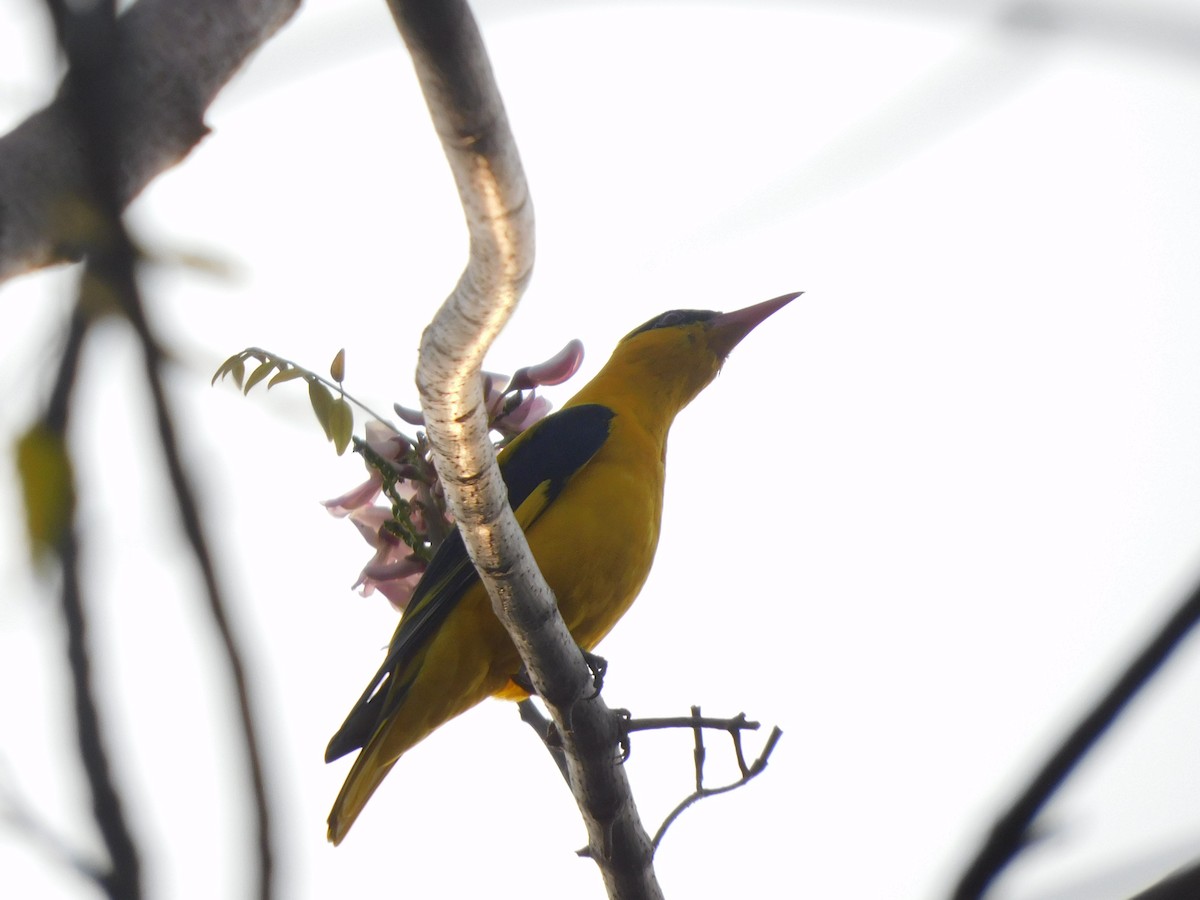 Indian Golden Oriole - ML630355014