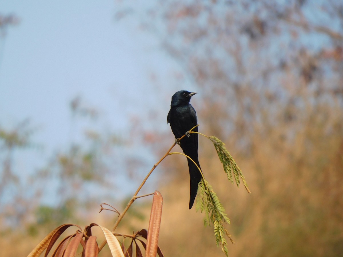Black Drongo - ML630355032