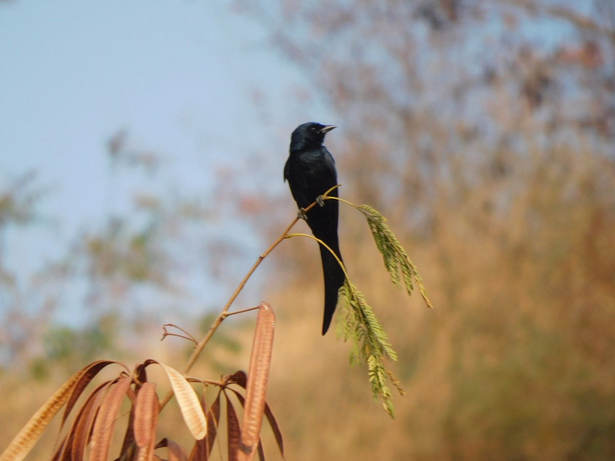 Black Drongo - ML630355033