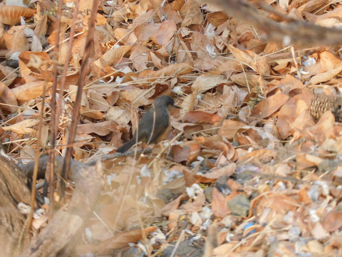 Ashy Prinia - ML630355047