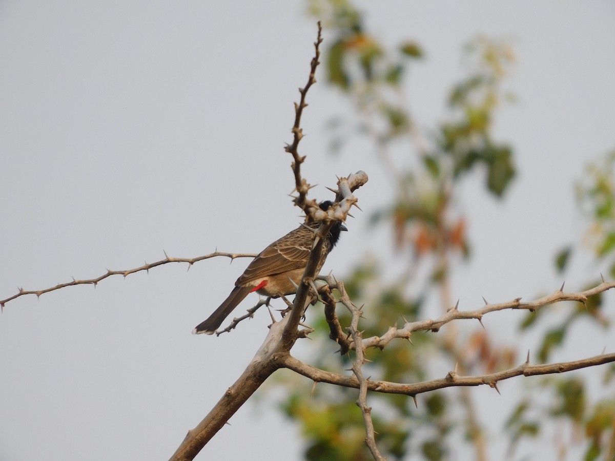 Red-vented Bulbul - ML630355063