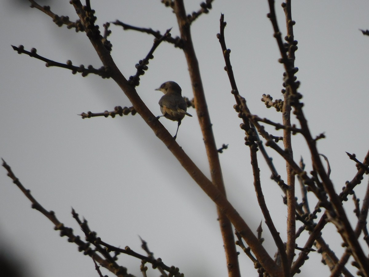 Lesser Whitethroat - ML630355067