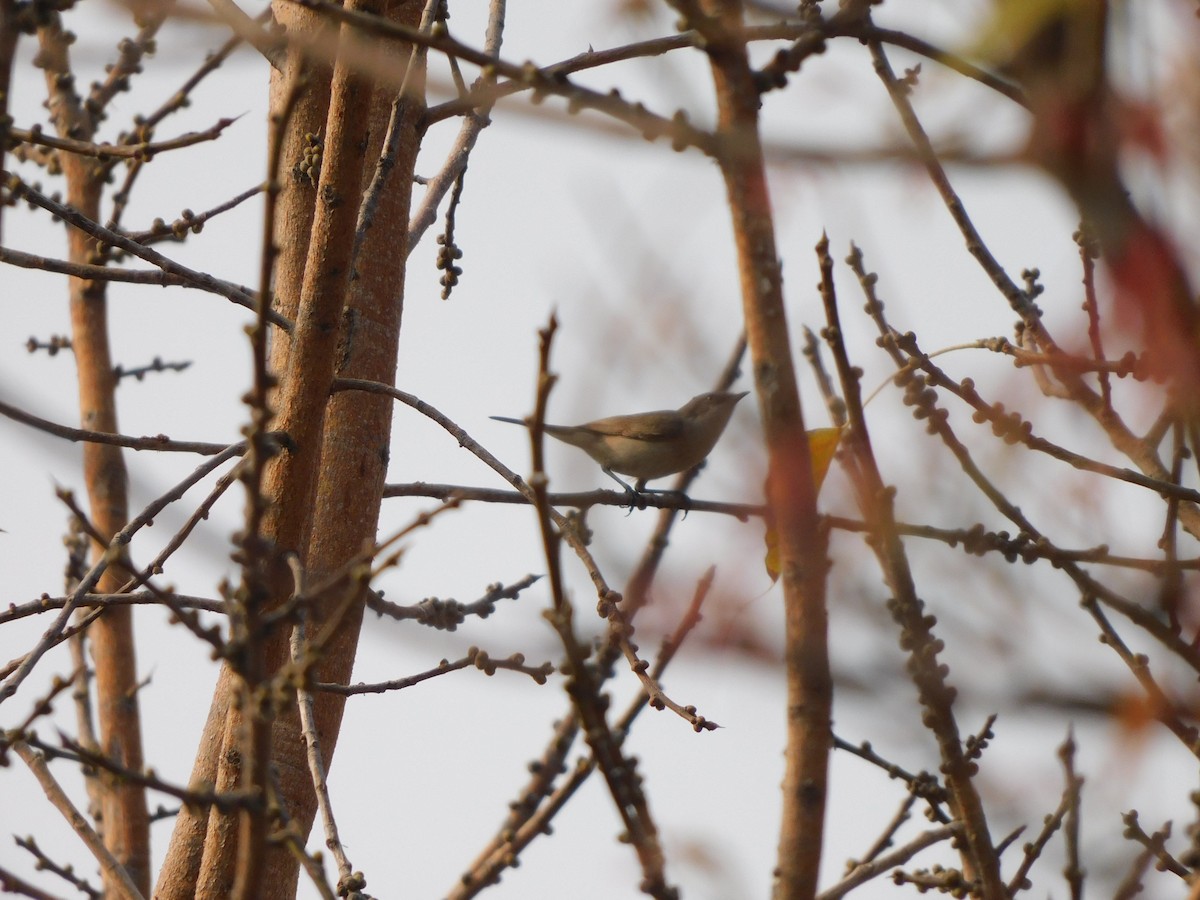 Lesser Whitethroat - ML630355073