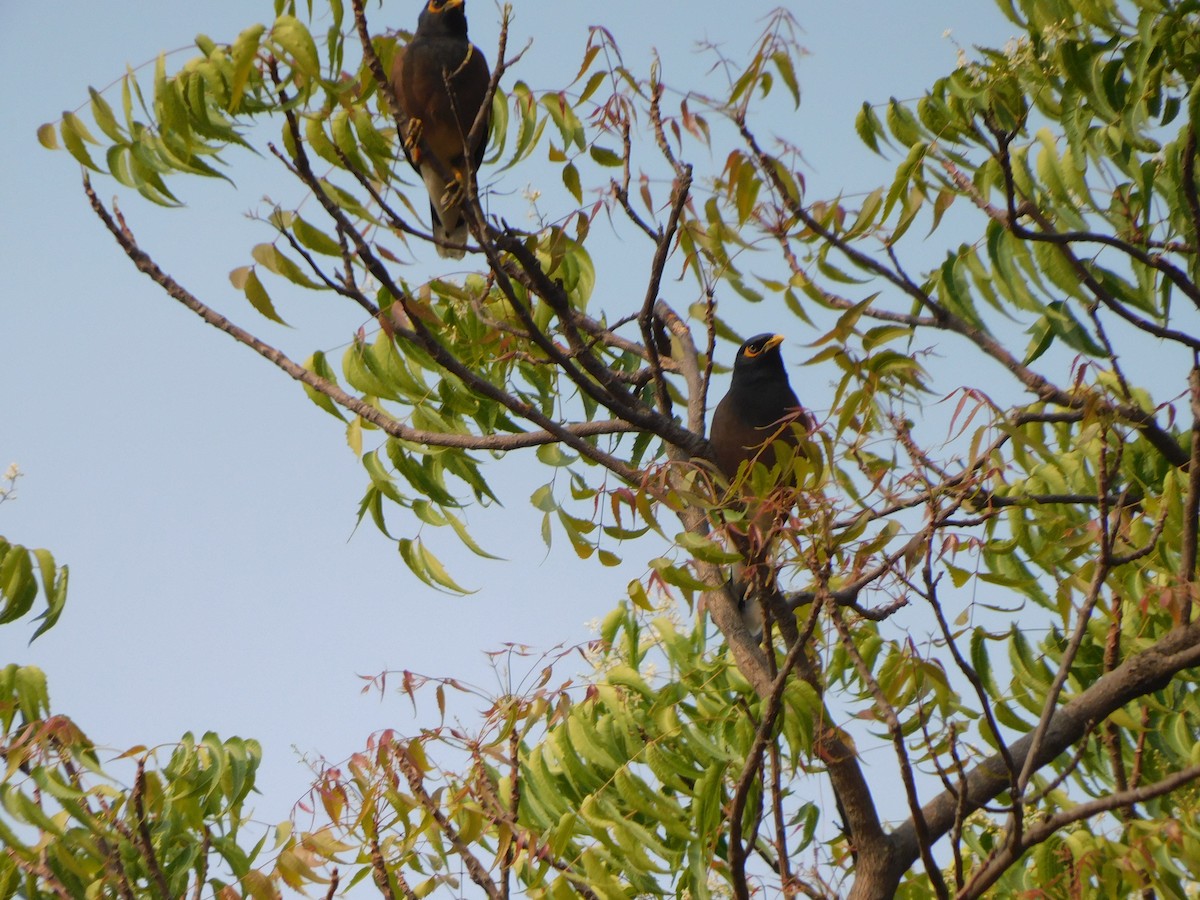 Common Myna - ML630355079