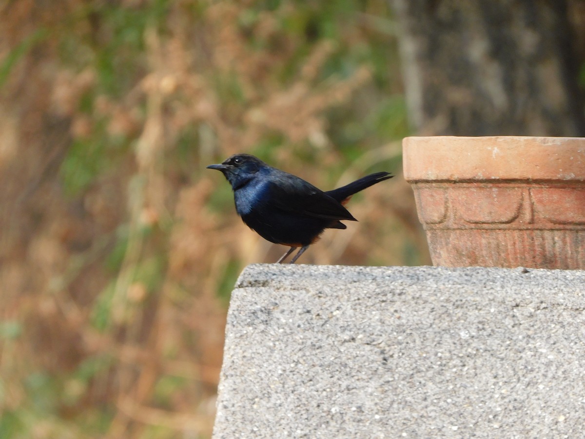 Indian Robin - ML630355087