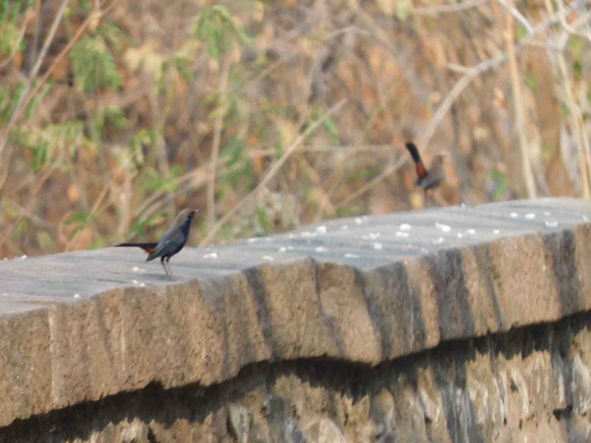 Indian Robin - ML630355088