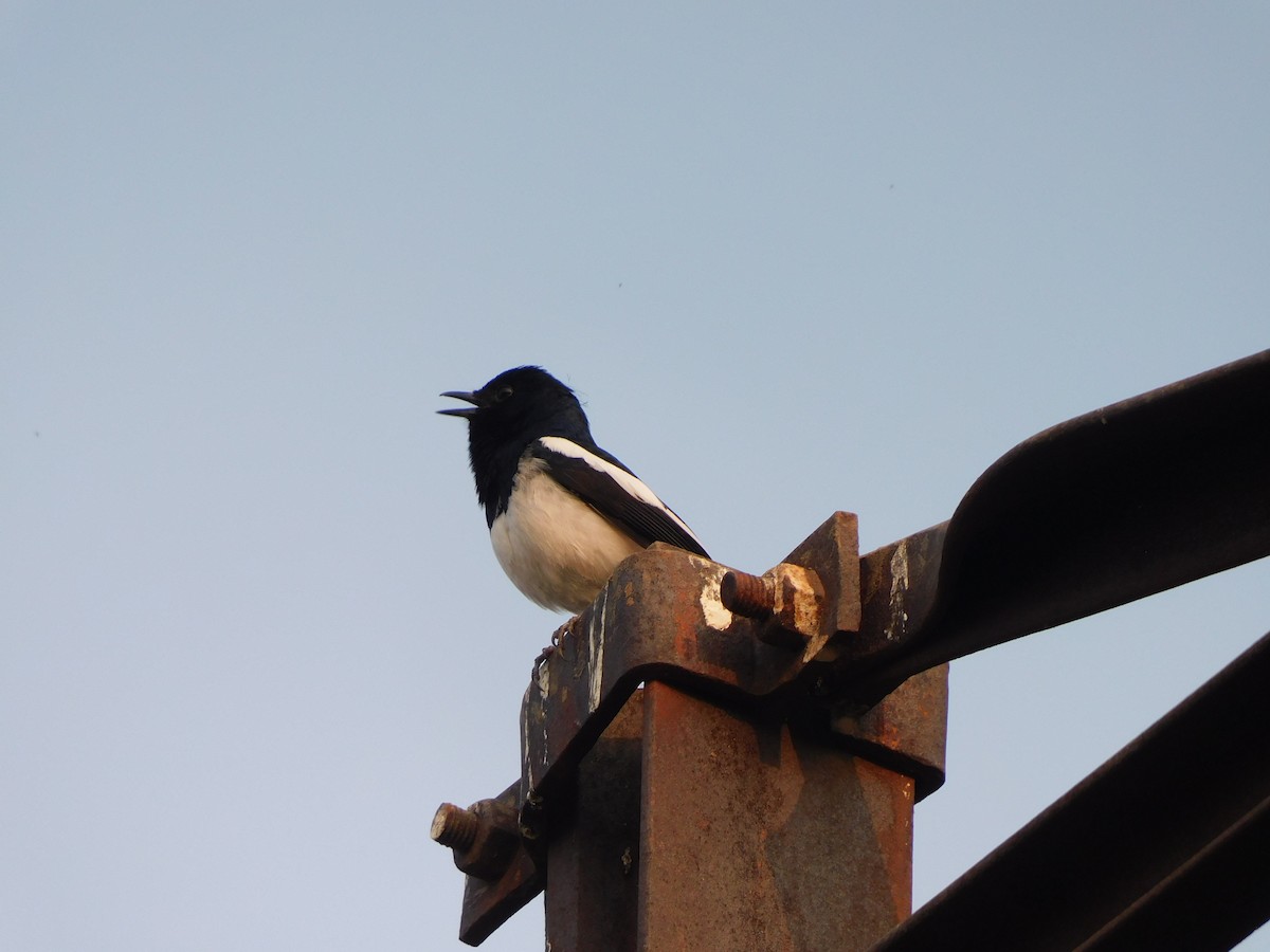 Oriental Magpie-Robin - ML630355105