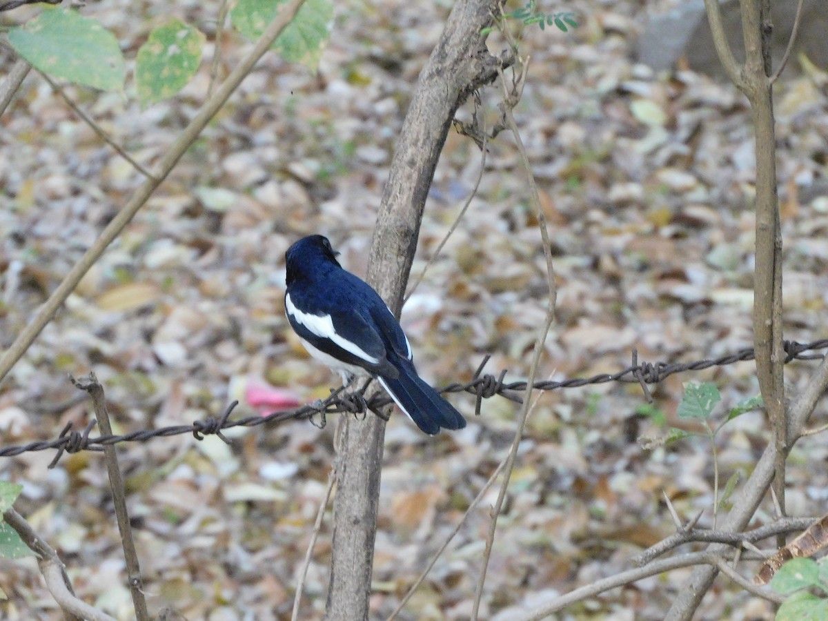 Oriental Magpie-Robin - ML630355106