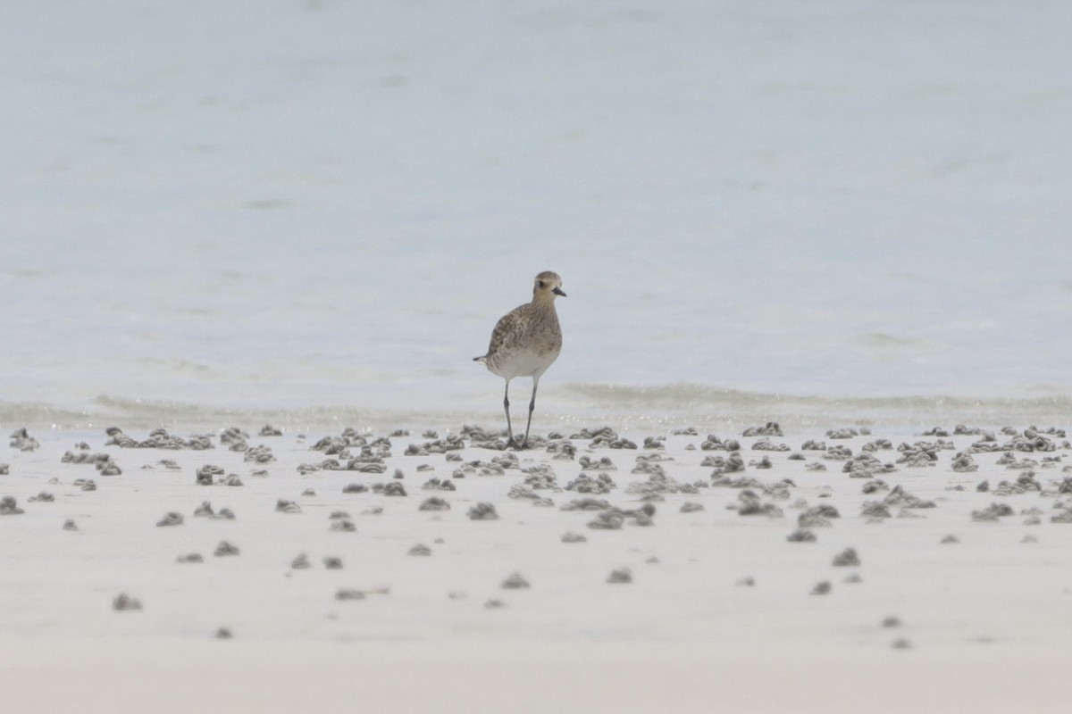 Pacific Golden-Plover - ML630355108