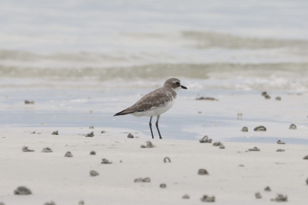 Siberian Sand-Plover - ML630355113