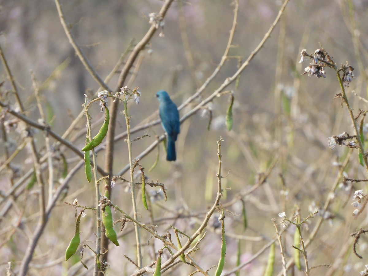 Verditer Flycatcher - ML630355116