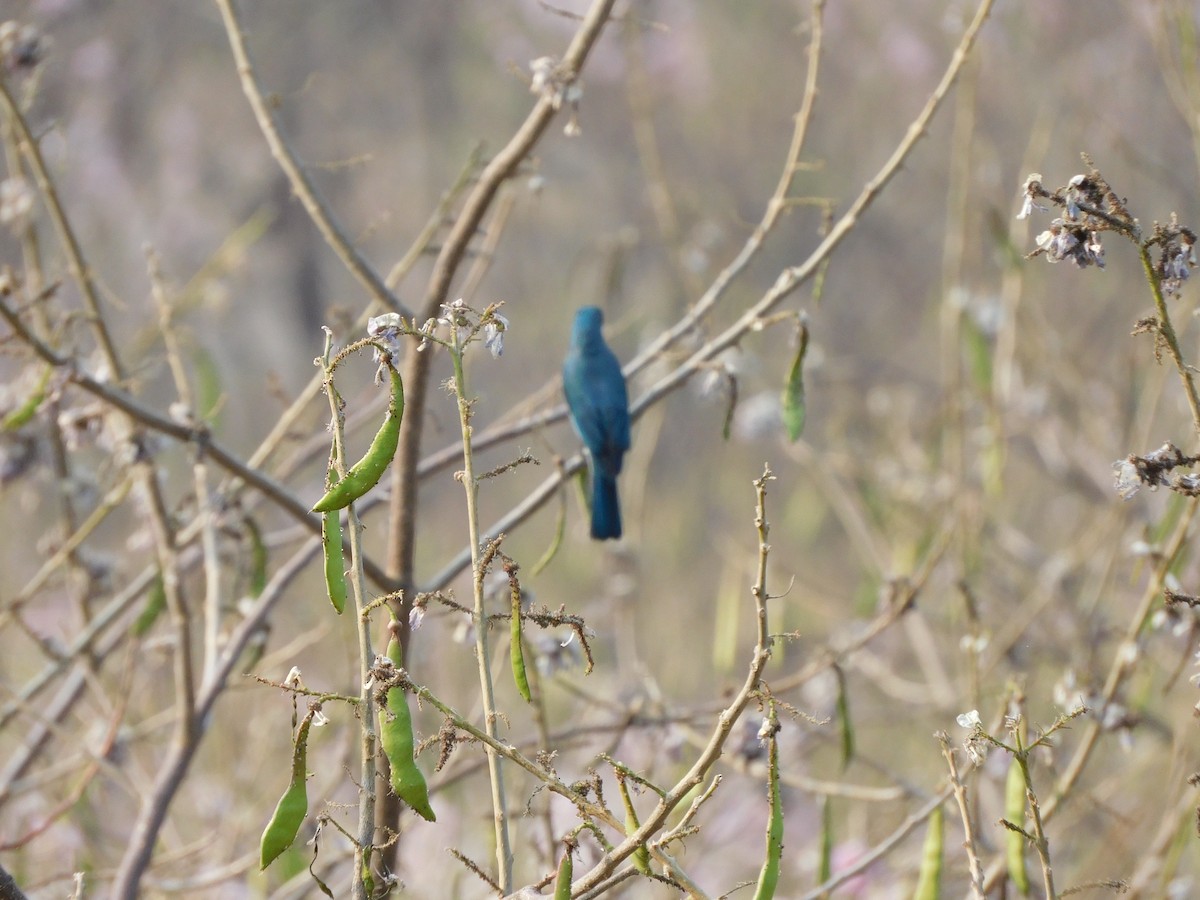 Verditer Flycatcher - ML630355117
