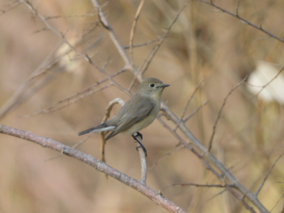 Red-breasted Flycatcher - ML630355125