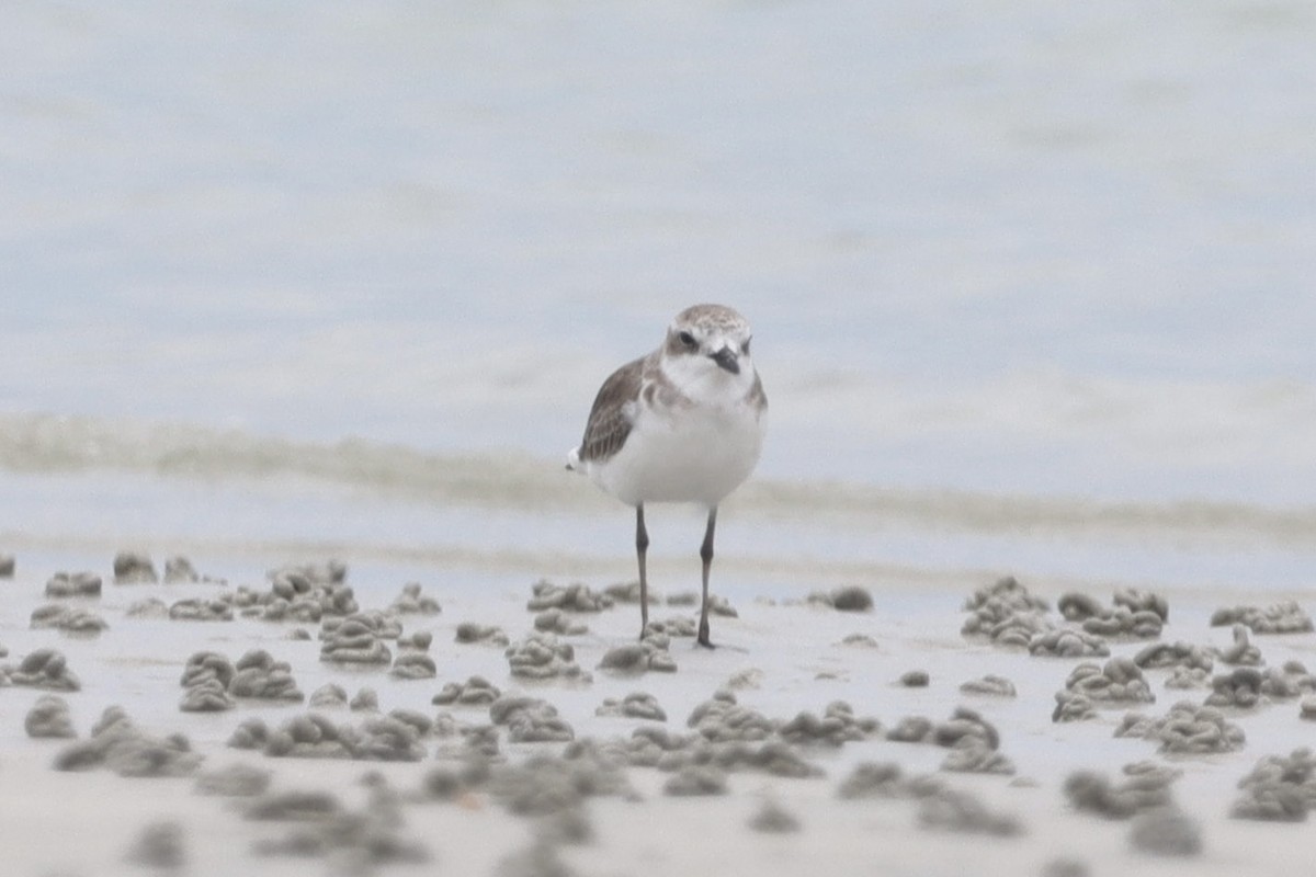Greater Sand-Plover - ML630355127