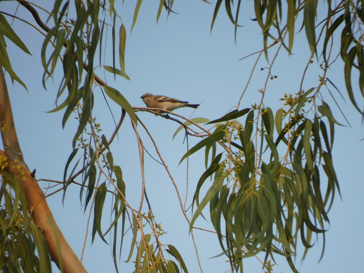Yellow-throated Sparrow - ML630355159