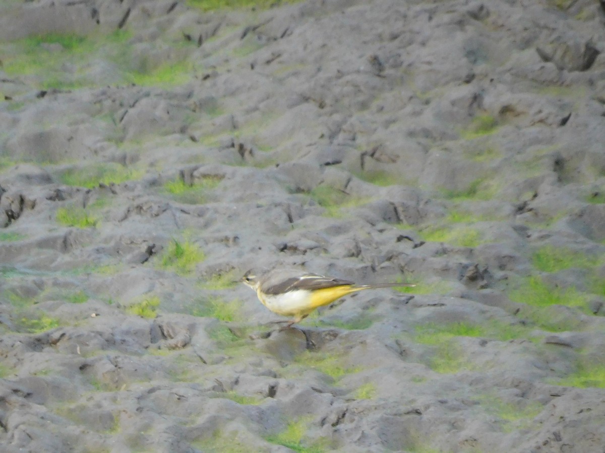 Gray Wagtail - ML630355161