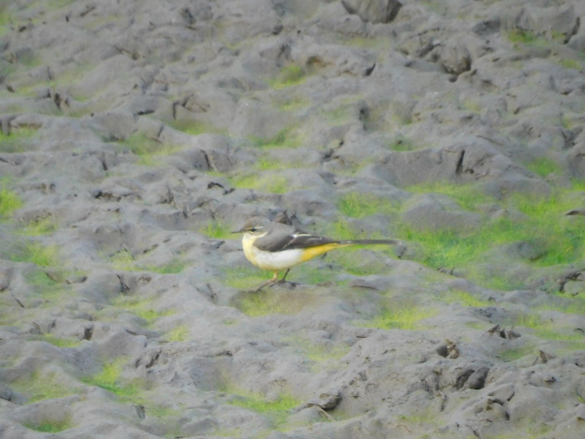 Gray Wagtail - ML630355162