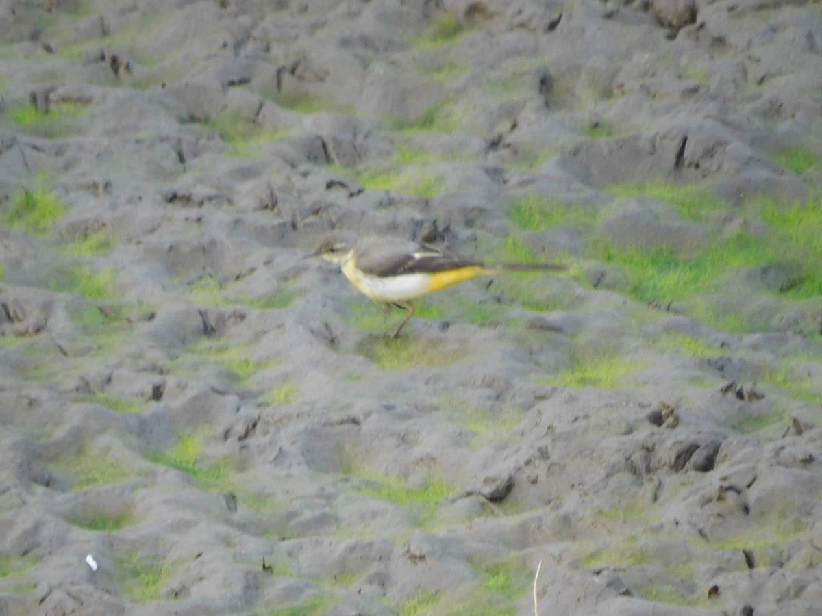 Gray Wagtail - ML630355163