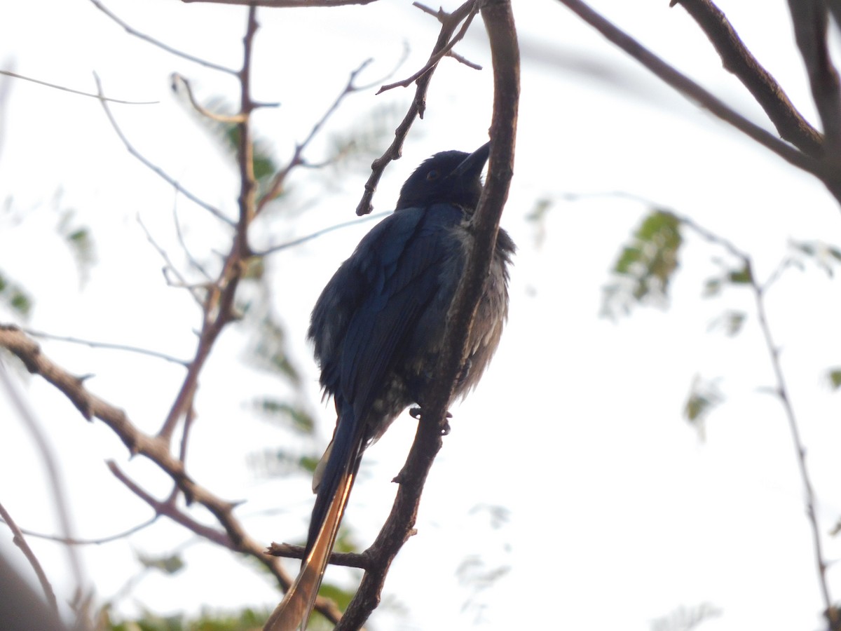 Ashy Drongo - ML630355205