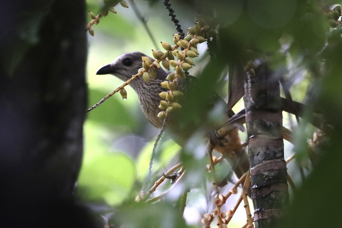 Fawn-breasted Bowerbird - ML630355479