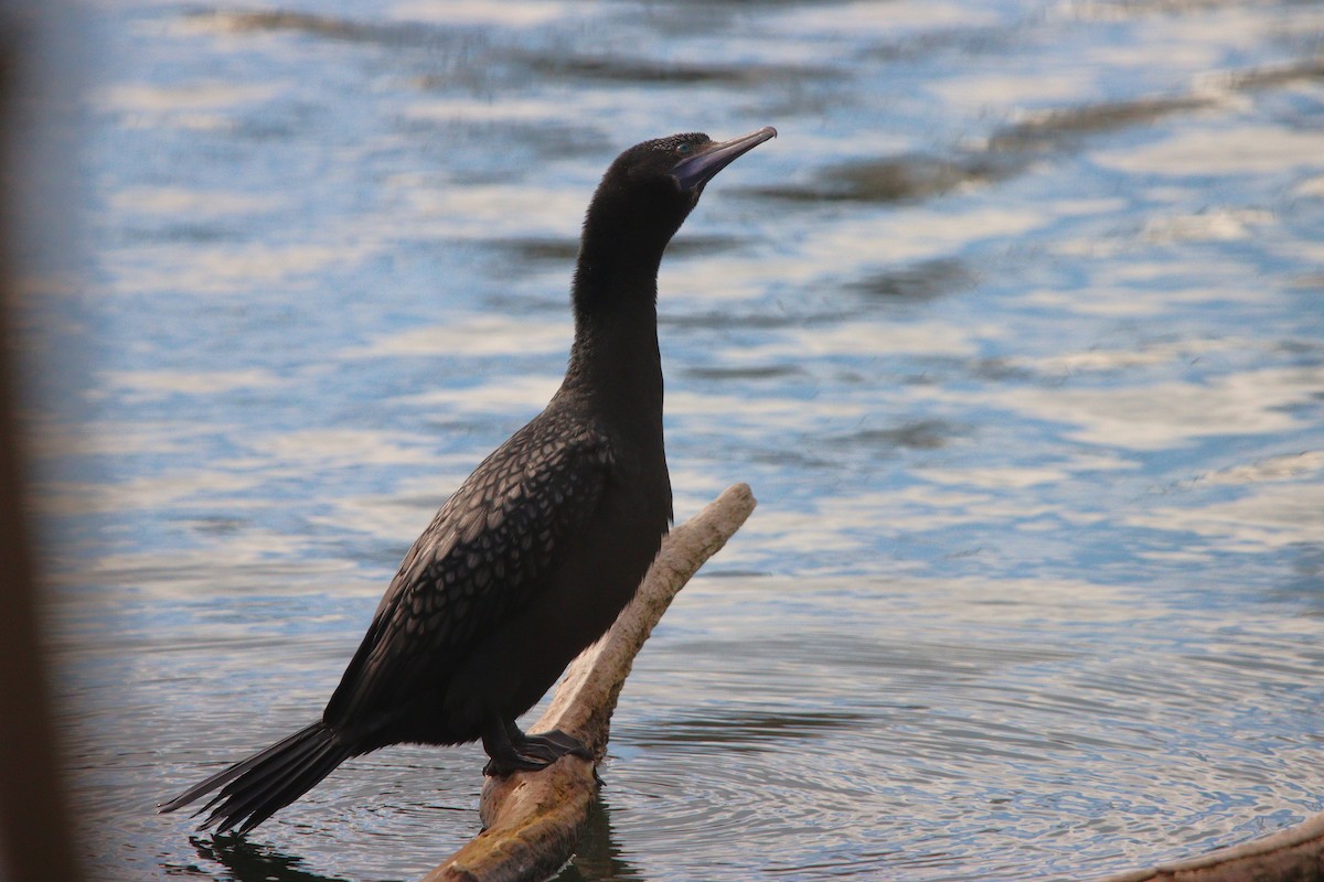 Little Black Cormorant - ML630355649