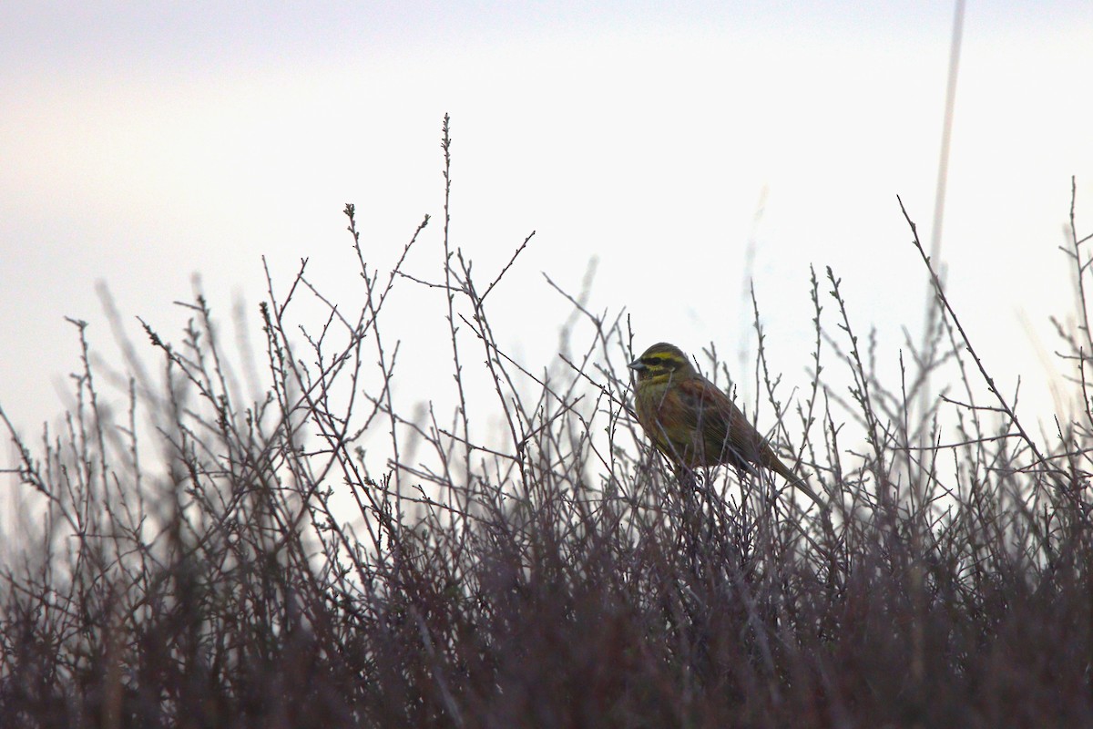 Cirl Bunting - ML630355707