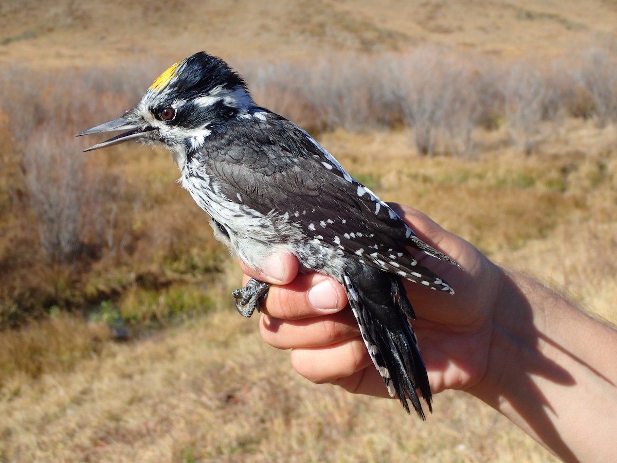 datlík tříprstý [skupina tridactylus] - ML630355804